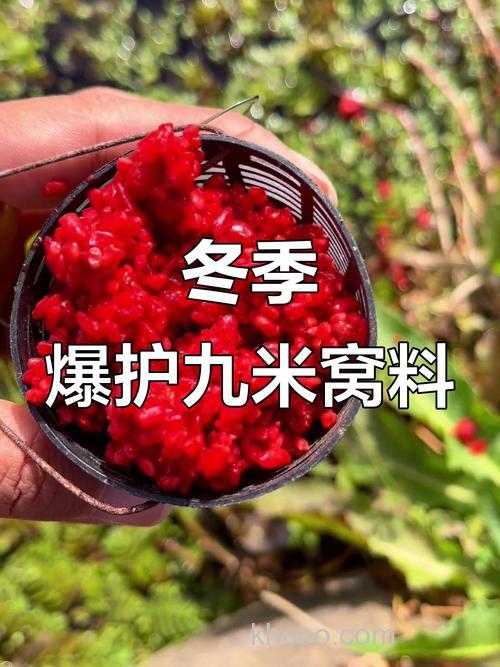 酒米发窝快还是老坛玉米发窝快？