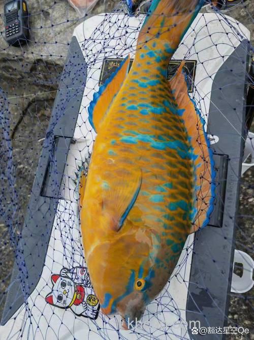 湾亚鱼用什么钓？