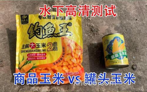 水库打窝鲜玉米好还是玉米罐头好？
