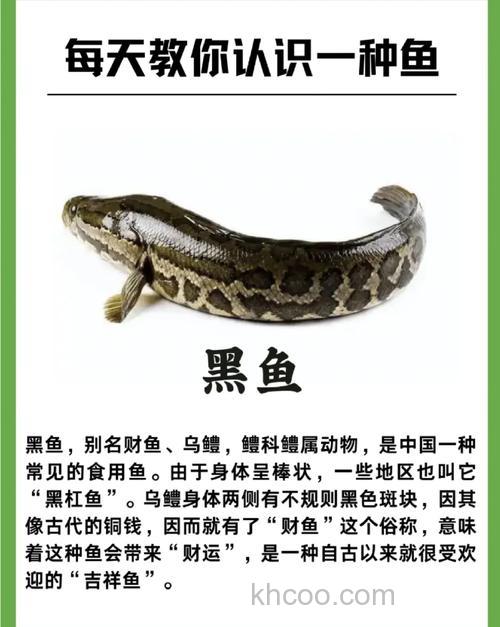 黑鱼是淡水鱼还是海水鱼？黑鱼治什么病效果最好？