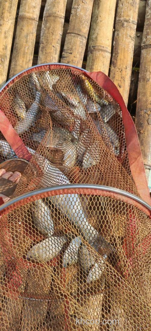 冬钓罗非的技巧总结鱼获有保障