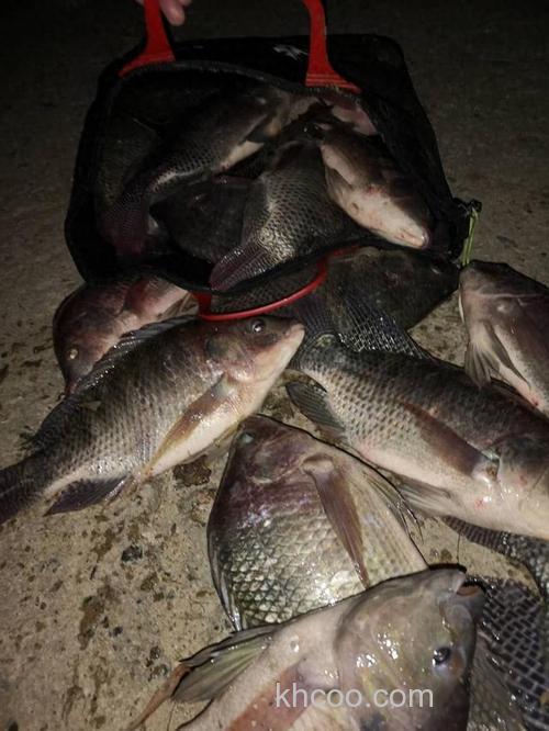 无惧寒冷夜钓罗非，刚好够一餐