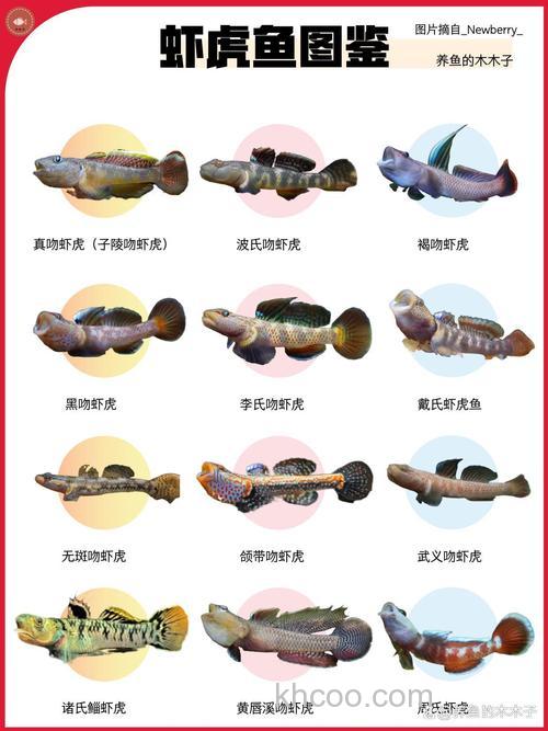 虾虎鱼和趴地虎的区别有哪些？