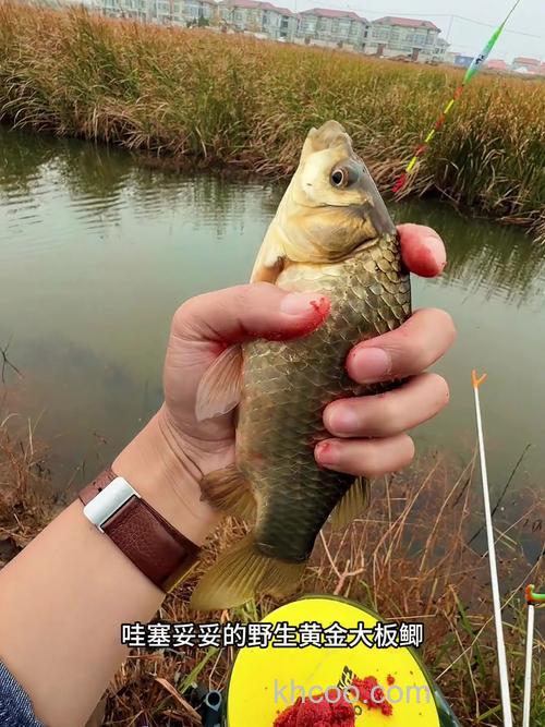 芦苇荡钓鲫鱼绝招？