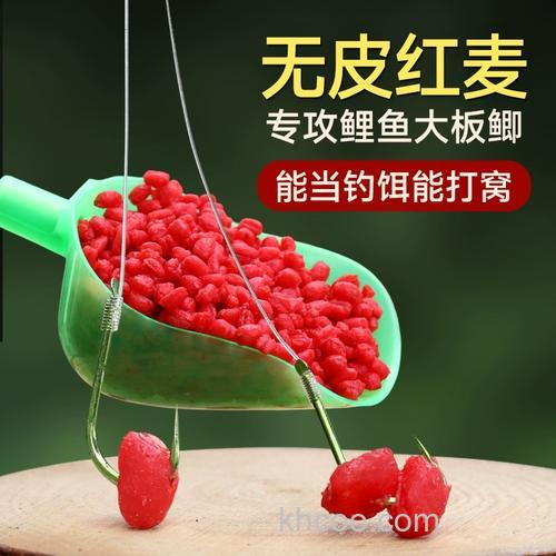 红色的小麦钓鲤鱼好钓吗？