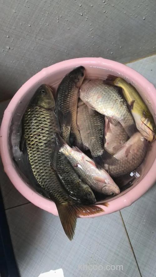 夏天大鲫鱼难钓该这样应对