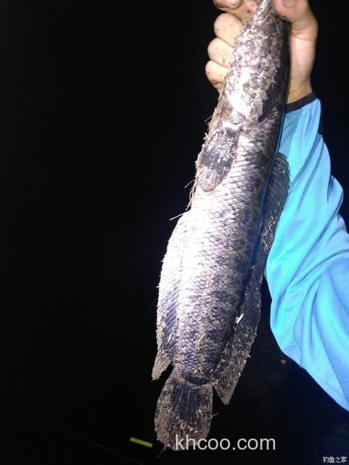 老鬼饵能钓黑鱼？？