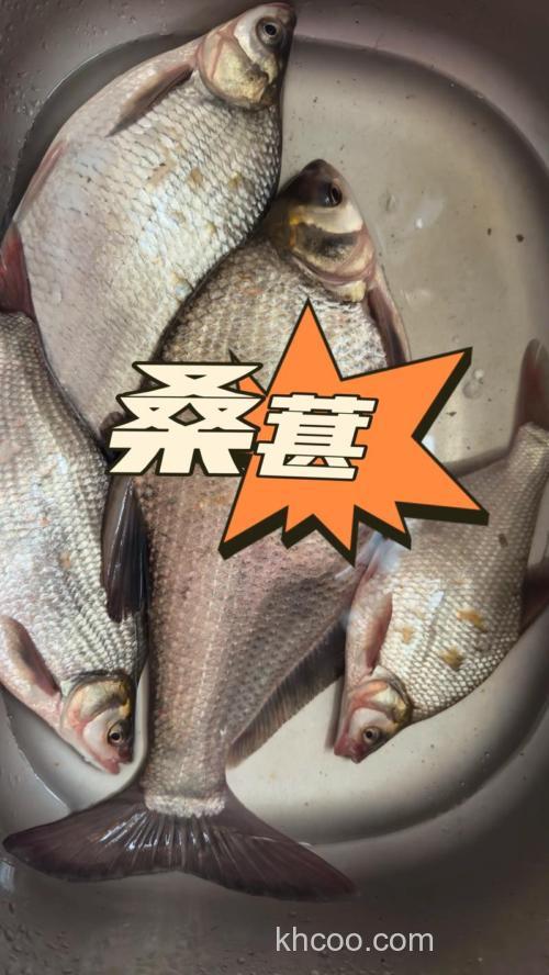 桑葚什么鱼最爱吃呢?桑葚钓鱼钓底还是钓浮？