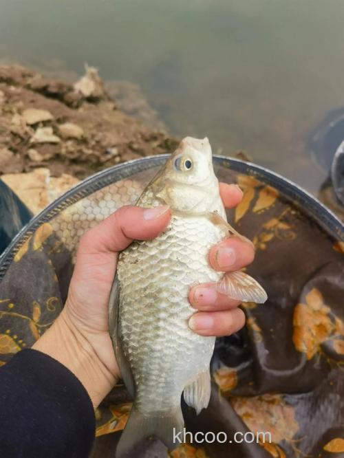 深秋的大板鲫这样钓