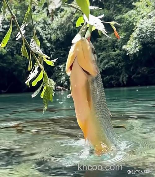 鱼塘钓草鱼要钓多深