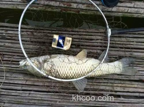 钓鱼王帮帮忙秋季钓鲤鱼