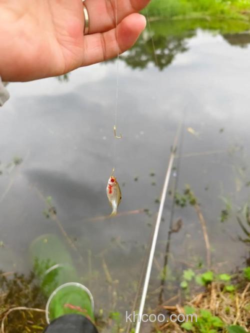 野钓抽窝技巧和方法有哪些？