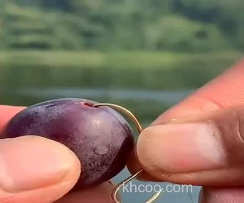 用什么水果钓草鱼最好?