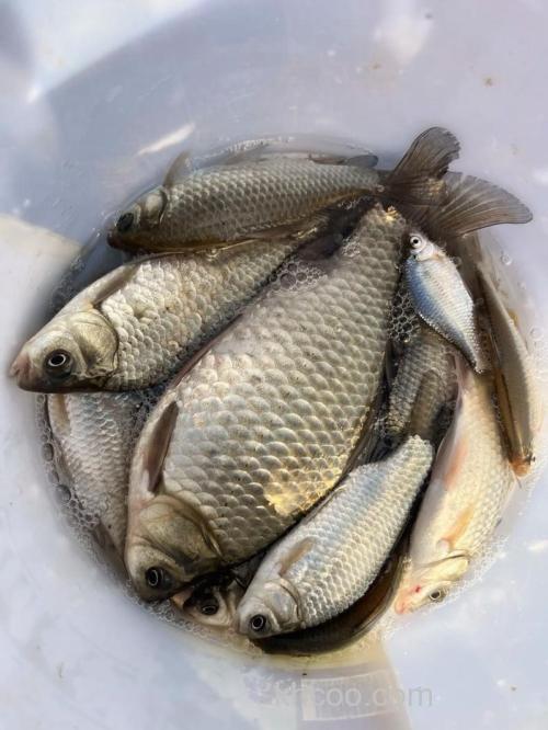 怎样钓野生鲫鱼