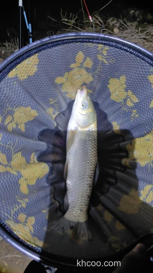 夜钓草鱼什么鱼饵好钓？