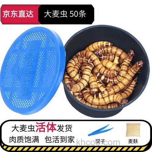 大麦虫面包虫哪种适合钓鱼？