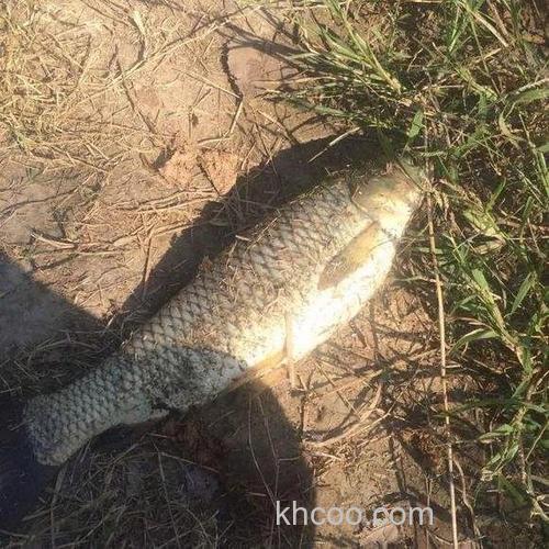 河南男子用羊粪打窝狂钓草鱼