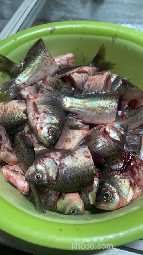 鲫鱼饵冻着能保鲜吗