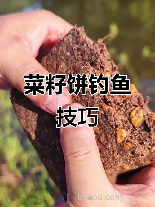 菜籽饼钓鲤鱼的最佳方法？