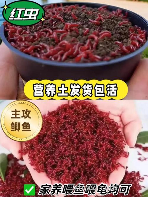 深秋夜钓用红虫好还是饵料好？