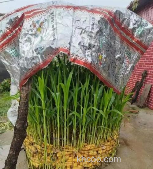 玉米秆可以直接放鱼塘吗？