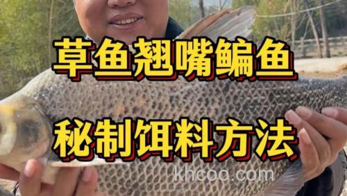 怎么泡玉米钓草鱼？