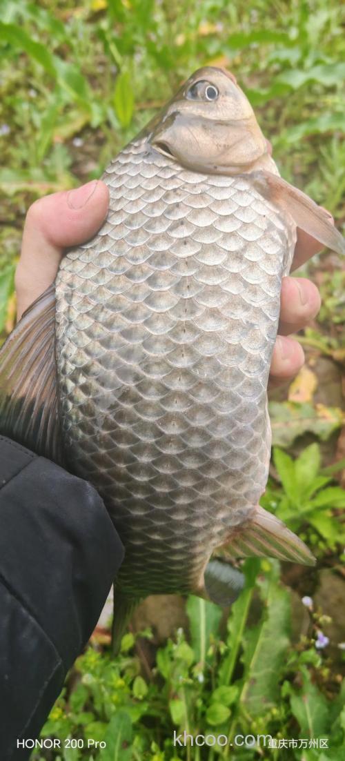 秋季大板鲫在深水还是浅水好钓？