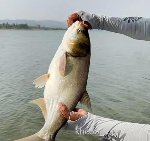 王者之战B组：化绍新试钓擒获60斤大青鱼