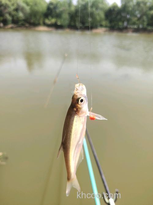 野钓时总是上钩中鱼怎么回事？