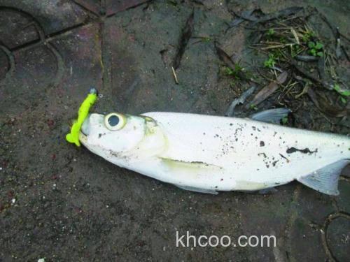 学会用铅头钩，小可钓白条鲫鱼，大可钓黑鱼鲈鱼