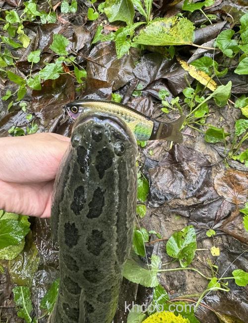 春天如何钓黑鱼？