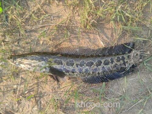 在什么样的地方能够钓到黑鱼？