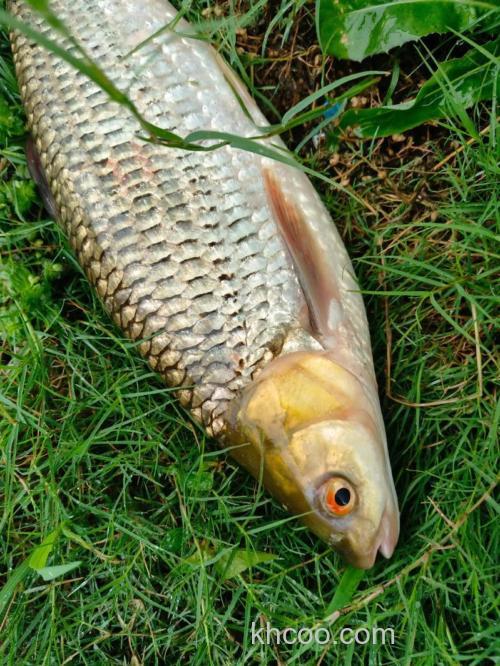 红眼草鱼怎么钓？