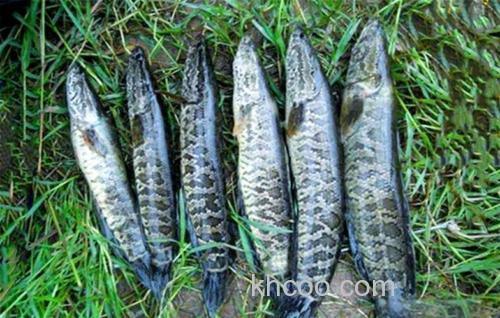 梅雨季节钓黑鱼