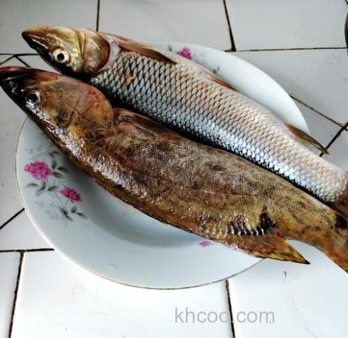 临江有什么鱼？