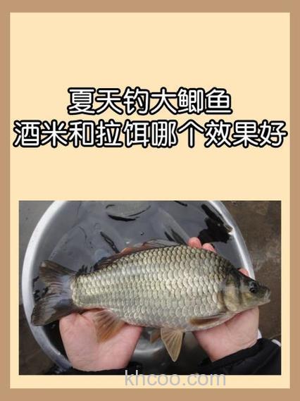 夏天钓大鲫鱼，酒米和拉饵哪个效果好