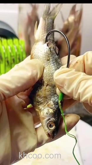 钓中华鲶用什么饵？