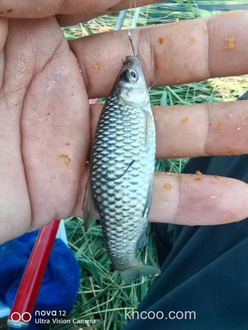 窝子里有鲶鱼鲫鱼进窝吗？