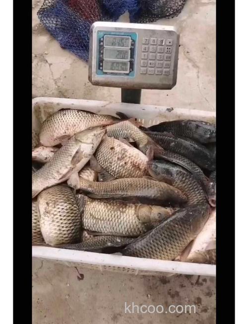 钓无鳞鱼，裸斑鱼用什么饵料跟小药效果好