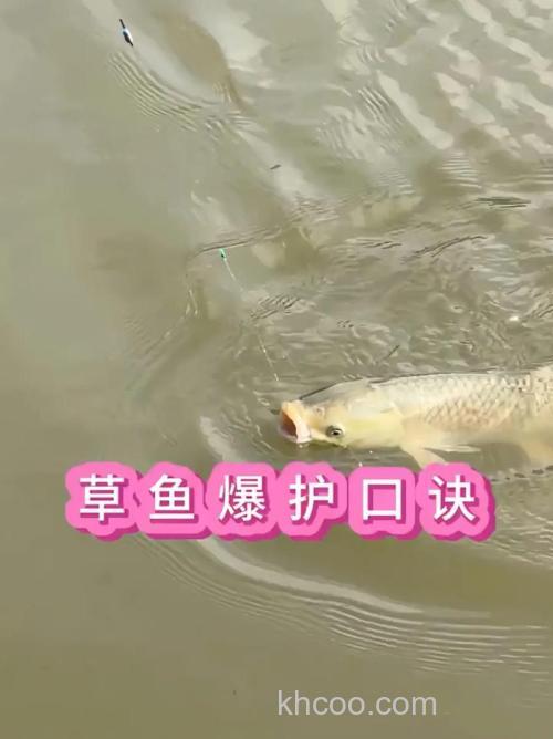 小河里的草鱼怎么钓？