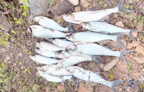 中秋钓翘嘴可钓几点钟口好?