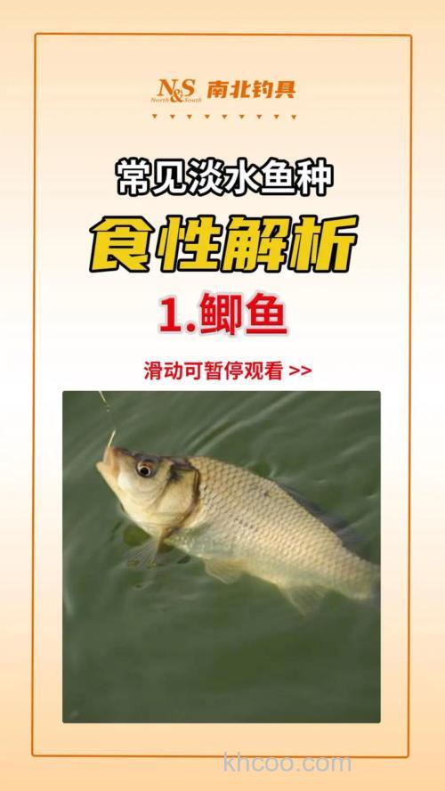 鲫鱼的生活习性：食性及钓法浅析