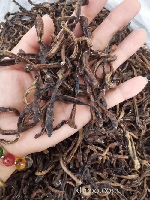 拼多多上的麝香干蚯蚓好用吗？