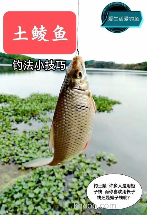 鲮鱼怎么钓？