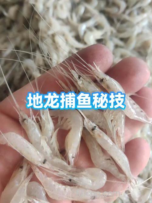 地龙捕鱼啥诱饵好？