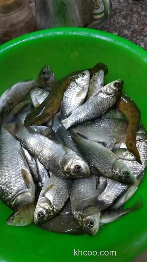 要想土鲫收获好，野钓技巧不能少