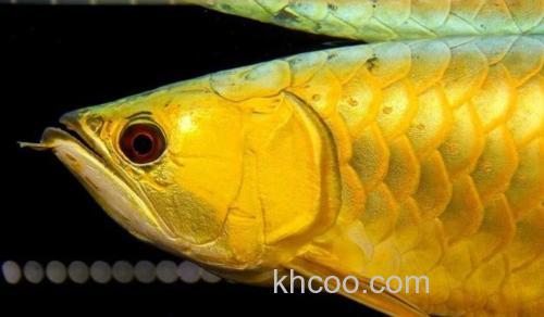 金龙鱼可以吃猪肉吗？