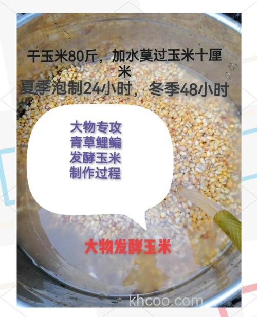 玉米和黄豆怎么自制钓鲤鱼的饵料