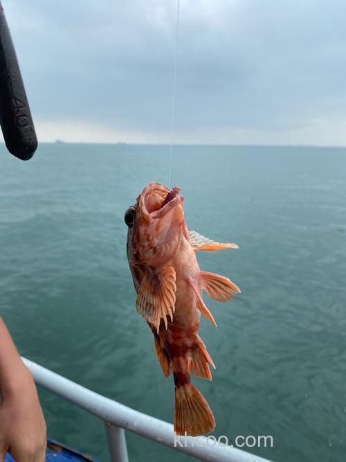 青岛海钓八带鱼攻略：如何选钓点、时间与技巧，体验丰收乐趣