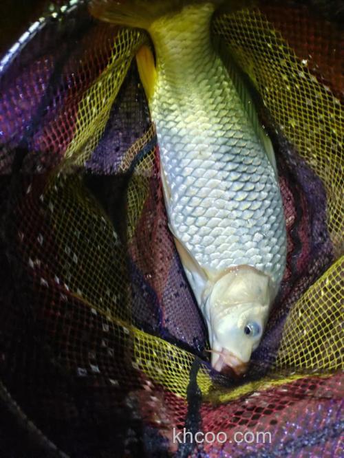 求助！夜钓鲤鱼吃食的奇怪现象！？